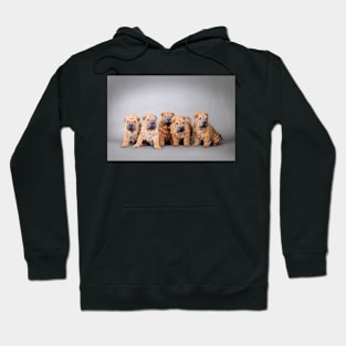 Chinese Shar pei puppies portrait Hoodie